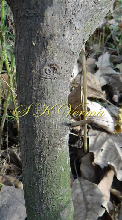  Stem-Bark